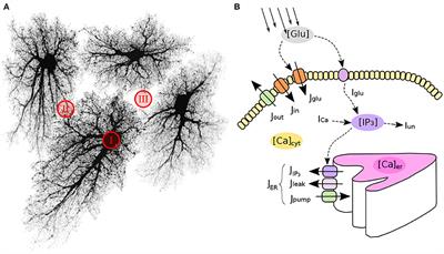 Modeling of Astrocyte Networks: Toward Realistic Topology and Dynamics